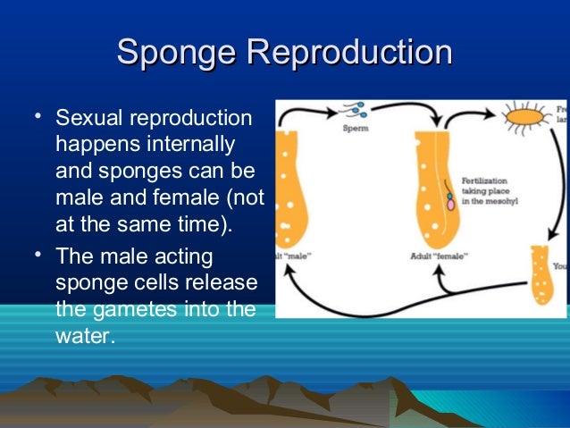 Sponge reproduction notes