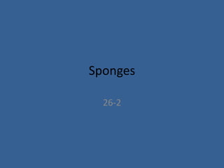 Sponges 26-2 