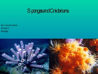 Sponges and Cnidarians By: Connie Davis Period 2 Biology 