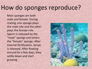 How do sponges reproduce? Most sponges are both male and female. During mating, one sponge plays the male role and the other plays the female role. Sperm is released by the “male” sponge and enters the “female” sponge. After internal fertilization, larvae is released. After floating around for a few days, they settle down and start growing. 