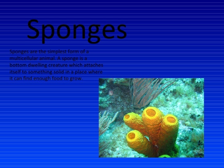 Sponges