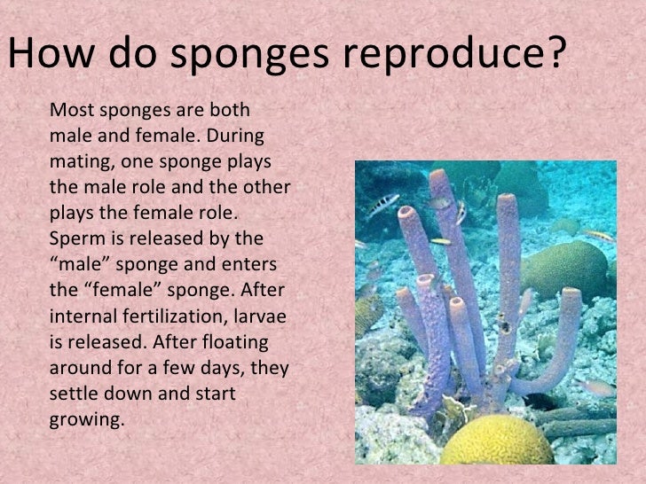 How Do Sea Sponges Reproduce - slidedocnow
