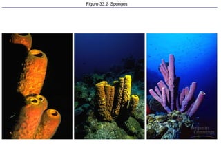 Figure 33.2  Sponges 