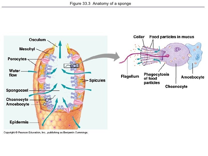 Anatomy Of A Sponge - Anatomy Diagram Book