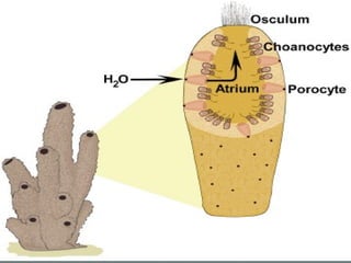 Collencytes Sponges | PPS