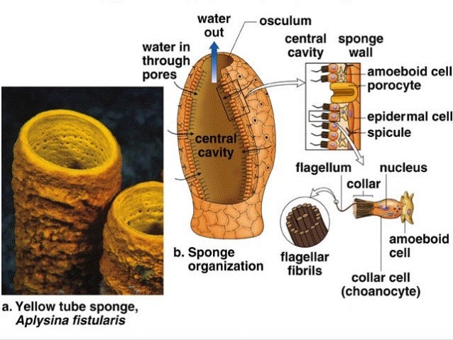 Sponges