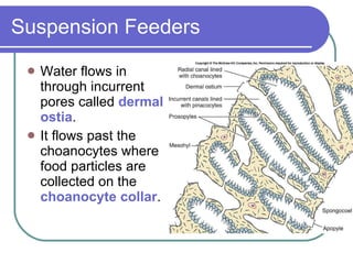 Sponges And Placozoa | PPT