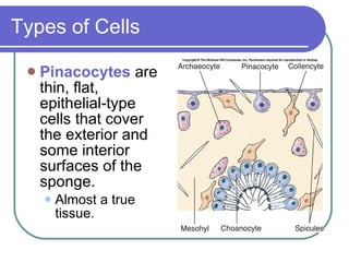Types of Cells Pinacocytes  are thin, flat, epithelial-type cells that cover the exterior and some interior surfaces of the sponge. Almost a true tissue. 