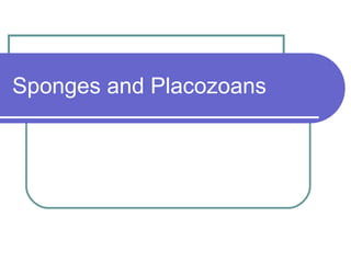 Sponges and Placozoans 