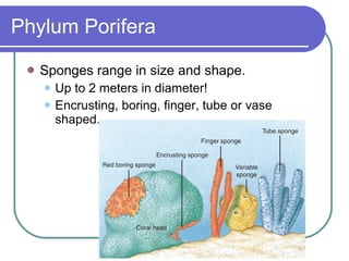 Sponges And  Placozoa