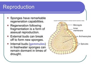Sponges And  Placozoa
