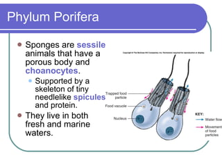 Sponges And  Placozoa(2)
