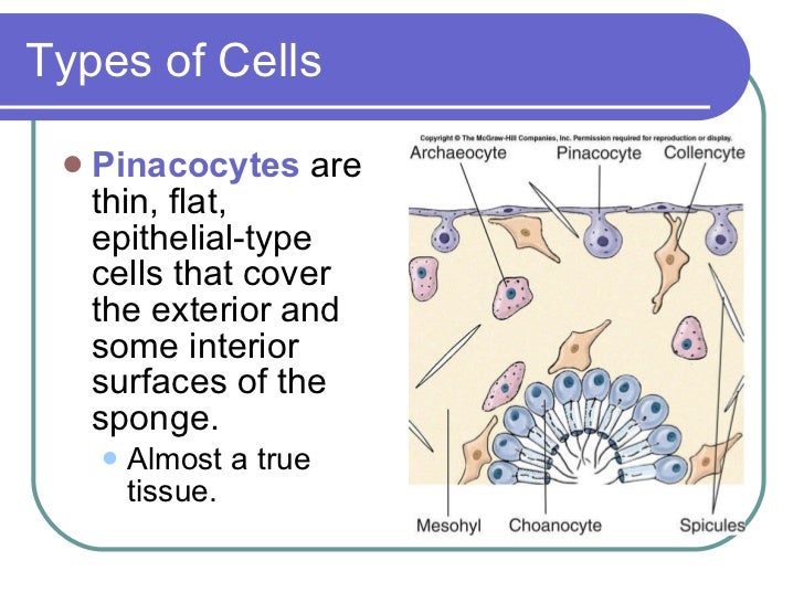 Sponges And Placozoa(2)
