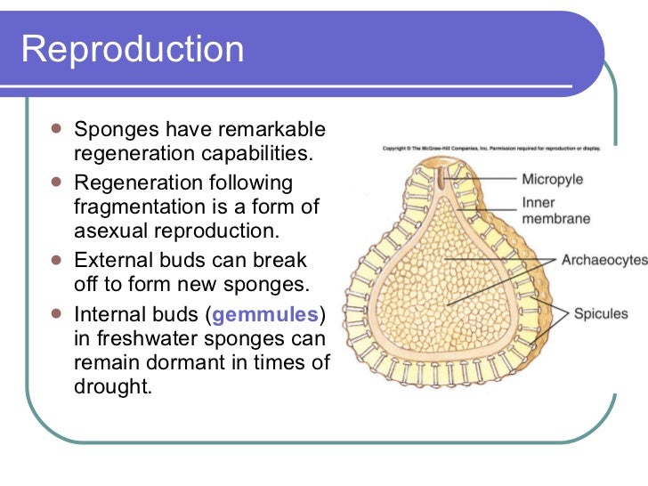 Sponges And Placozoa(2)