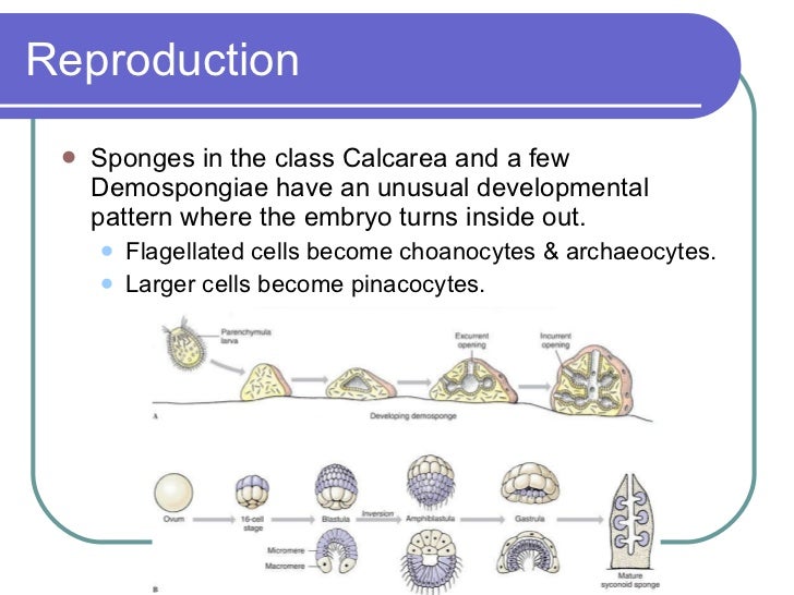 Sponges And Placozoa(2)