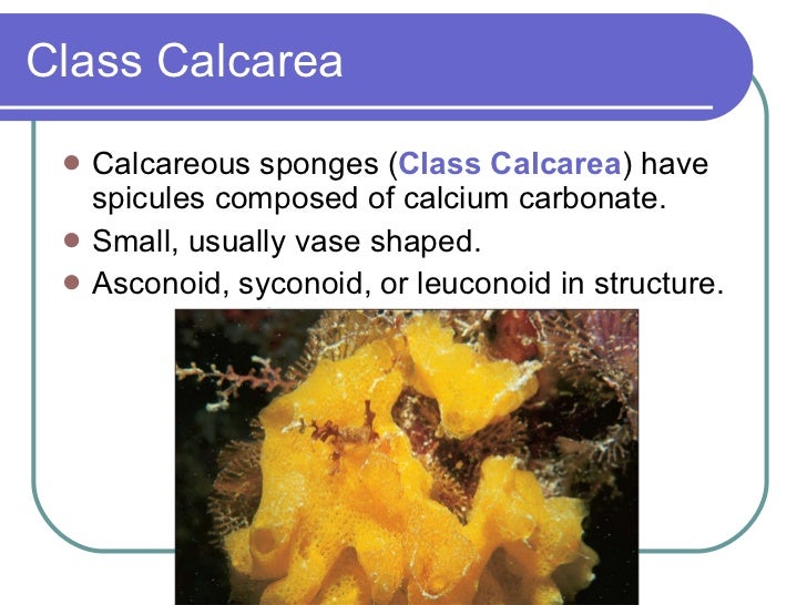 Sponges And Placozoa(2)