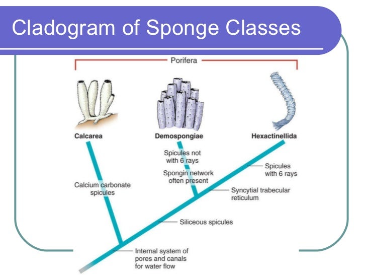 Sponges And Placozoa(2)