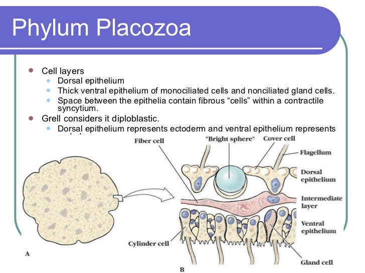 placozoa wikipedia