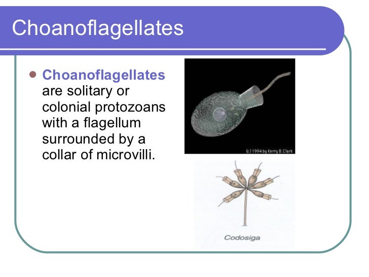 Sponges And Placozoa(2)