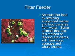 Filter Feeder Animals that feed by straining suspended matter and food particles from water.  Some animals that use this method of feeding are clams, krill, flamingos, sponges and whale sharks.  