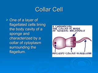 Collar Cell One of a layer of flagellated cells lining the body cavity of a sponge and characterized by a collar of cytoplasm surrounding the flagellum.  
