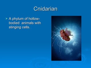 Cnidarian A phylum of hollow-bodied  animals with stinging cells. 