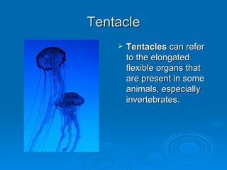 Tentacle Tentacles  can refer to the elongated flexible organs that are present in some animals, especially invertebrates. 