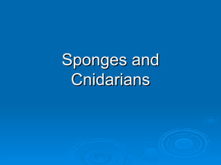 Sponges and Cnidarians 