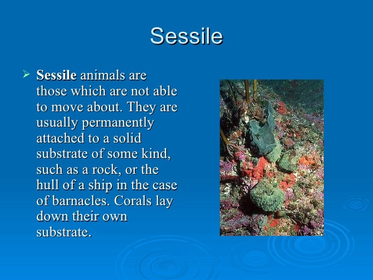 Sponges And Cnidarians