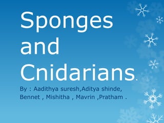 Sponges
and
Cnidarians.
By : Aadithya suresh,Aditya shinde,
Bennet , Mishitha , Mavrin ,Pratham .
 