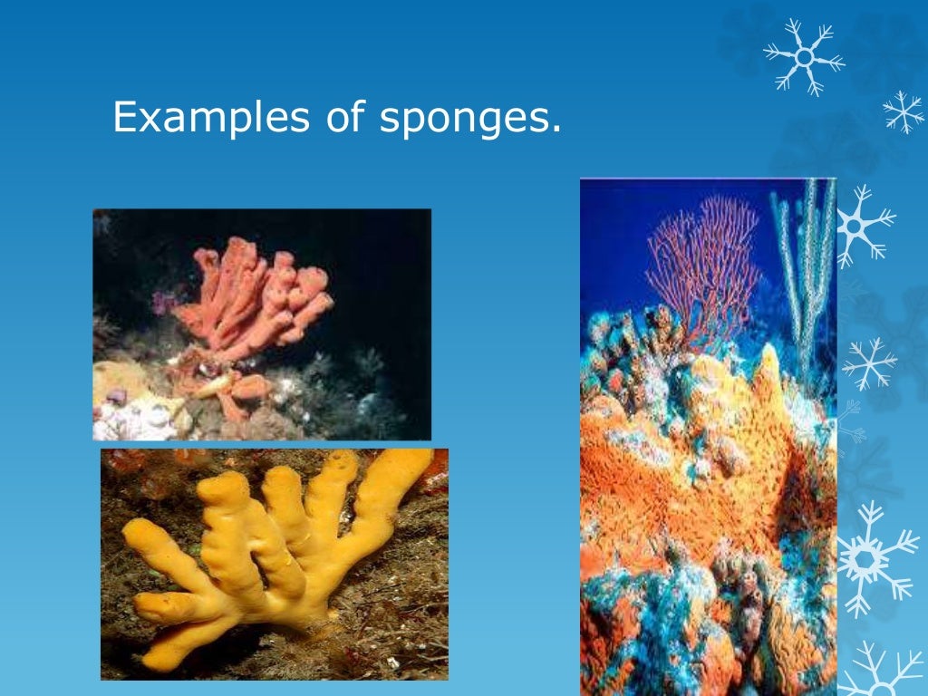 Sponges and cnidarians by Aadithya suresh , Aditya shinde ,