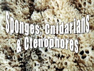 Sponges, Cnidarians & Ctenophores 