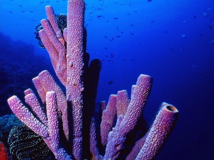 Sponges&Cnidarians 08