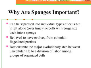 Sponge Labour Sponges_Cnidarians_Flatworms, roundwormppt | PPT