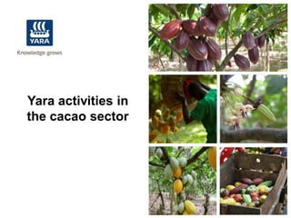 Yara activities in
the cacao sector
 