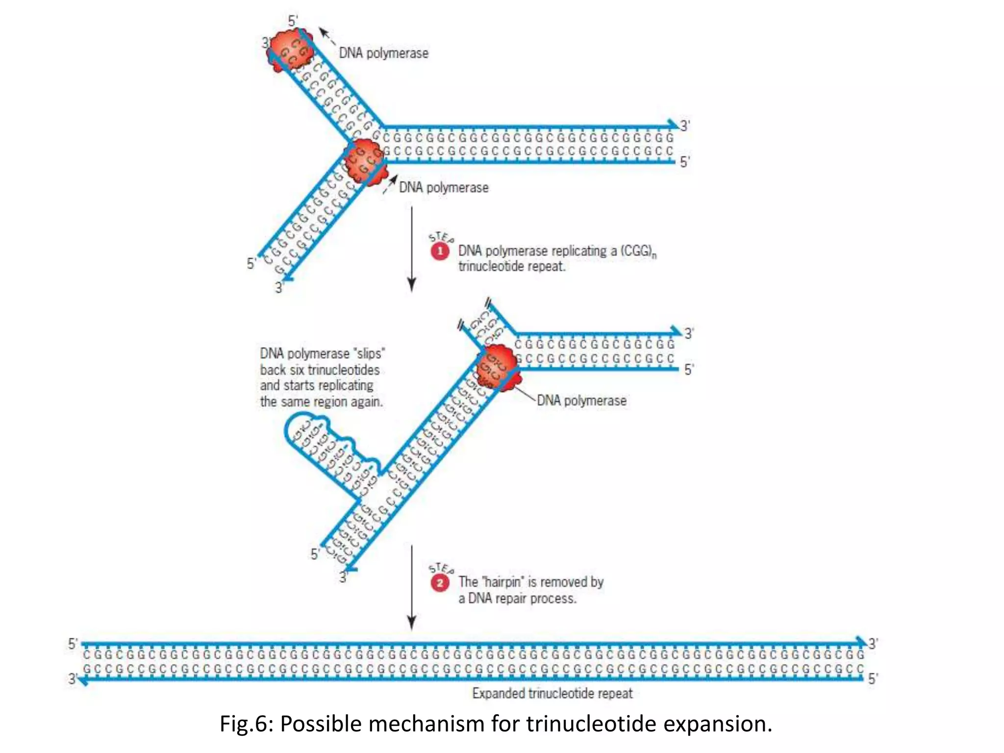 Spontaneous mutation | PPTX