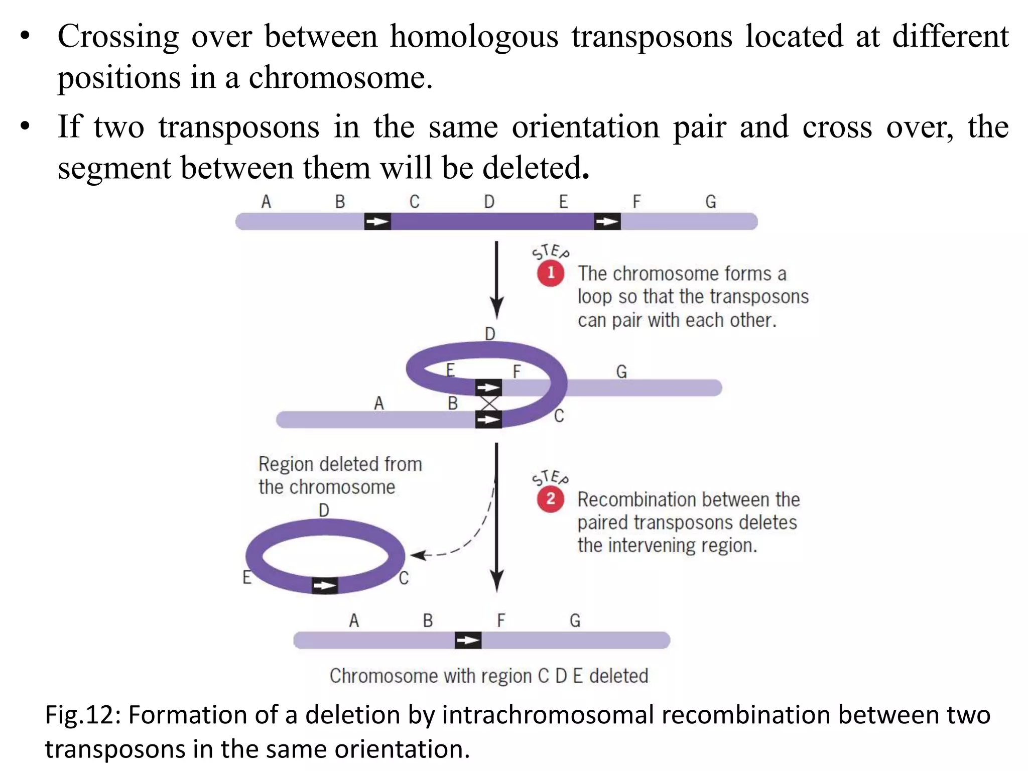 Spontaneous mutation | PPTX