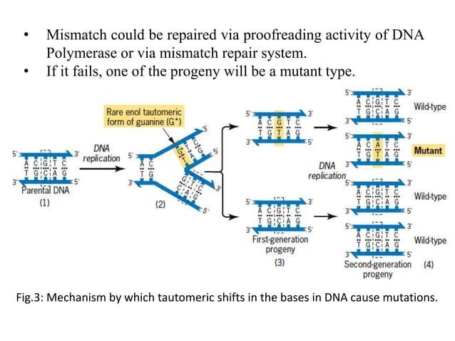 Spontaneous mutation | PPTX