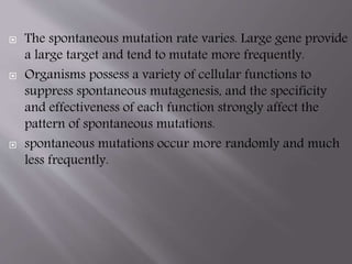  The spontaneous mutation rate varies. Large gene provide 
a large target and tend to mutate more frequently. 
 Organisms possess a variety of cellular functions to 
suppress spontaneous mutagenesis, and the specificity 
and effectiveness of each function strongly affect the 
pattern of spontaneous mutations. 
 spontaneous mutations occur more randomly and much 
less frequently. 
 