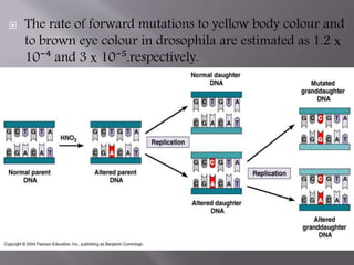  The rate of forward mutations to yellow body colour and 
to brown eye colour in drosophila are estimated as 1.2 х 
10⁻⁴ and 3 х 10⁻⁵,respectively. 
 