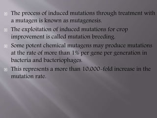  The process of induced mutations through treatment with 
a mutagen is known as mutagenesis. 
 The exploitation of induced mutations for crop 
improvement is called mutation breeding. 
 Some potent chemical mutagens may produce mutations 
at the rate of more than 1% per gene per generation in 
bacteria and bacteriophages. 
 This represents a more than 10,000-fold increase in the 
mutation rate. 
 
