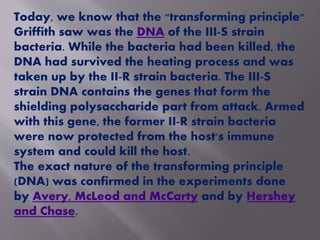 Today, we know that the "transforming principle" 
Griffith saw was the DNA of the III-S strain 
bacteria. While the bacteria had been killed, the 
DNA had survived the heating process and was 
taken up by the II-R strain bacteria. The III-S 
strain DNA contains the genes that form the 
shielding polysaccharide part from attack. Armed 
with this gene, the former II-R strain bacteria 
were now protected from the host's immune 
system and could kill the host. 
The exact nature of the transforming principle 
(DNA) was confirmed in the experiments done 
by Avery, McLeod and McCarty and by Hershey 
and Chase. 
 