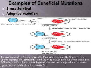  Stress Survival 
 Adaptive mutation 
Transformation of Escherichia coliwith the F' plasmid containing the lac operon. The 
operon possesses a + 1 frameshift, so it is unable to express genes for lactose catabolism. 
Following specific cultivation conditions with lactose containing medium, the lactose 
operon on some of the plasmids revert to lac+. 
 