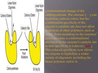 Confirmational change of the 
carboxyesterase. The esterase (left) can 
hydrolyze carboxy esters, but the 
confirmation specificity of the 
enzyme’s catalytic site does not allow 
hydrolysis of other polymers, such as 
nylon. Point mutations in the enzymes’ 
gene can cause a conformational 
alteration of the enzyme’s catalytic site 
so that specificity is reduced (right). 
This reduced specificity now allows 
the enzyme to hydrolyze a wider 
variety of oligomers, including the 
linear polymer, nylon-6. 
 