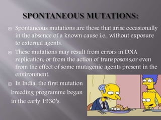  Spontaneous mutations are those that arise occasionally 
in the absence of a known cause i.e., without exposure 
to external agents. 
 These mutations may result from errors in DNA 
replication, or from the action of transposons,or even 
from the effect of some mutagenic agents present in the 
environment. 
 In India, the first mutation 
breeding programme began 
in the early 1930’s. 
 
