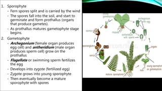 1. Sporophyte
- Fern spores split and is carried by the wind
- The spores fall into the soil, and start to
germinate and form prothallus (organs
that produce gametes).
- As prothallus matures gametophyte stage
begins.
2. Gametophyte
- Archegonium (female organ produces
egg cell) and antheridium (male organ
produces sperm cell) grow on the
prothallus
- Flagellate or swimming sperm fertilizes
the egg
- Develops into zygote (fertilized egg)
- Zygote grows into young sporophyte
- Then eventually become a mature
sporophyte with spores
 