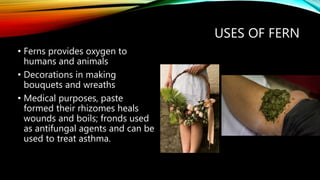 USES OF FERN
• Ferns provides oxygen to
humans and animals
• Decorations in making
bouquets and wreaths
• Medical purposes, paste
formed their rhizomes heals
wounds and boils; fronds used
as antifungal agents and can be
used to treat asthma.
 