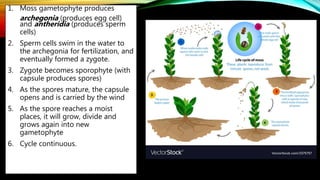 1. Moss gametophyte produces
archegonia (produces egg cell)
and antheridia (produces sperm
cells)
2. Sperm cells swim in the water to
the archegonia for fertilization, and
eventually formed a zygote.
3. Zygote becomes sporophyte (with
capsule produces spores)
4. As the spores mature, the capsule
opens and is carried by the wind
5. As the spore reaches a moist
places, it will grow, divide and
grows again into new
gametophyte
6. Cycle continuous.
 