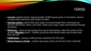 FERNS
• vascular seedless plants. Approximately 15,000 species grow in mountains, deserts
or open fields, and even near bodies of water.
• Vascular plants – plants that have tubes running through them, and tubes are
found in the leaves, stems, and roots. Tubes carry sugar, water and minerals through
the plants.
• Rhizomes – stems of sporophyte ferns grow horizontally under the surface of the
ground. Rhizoids (stem) – rootlike structures that absorb water and mineral salts
from the soil.
• Fiddleheads – young unrolling leaves, develop from the stem.
• Nature leaves or fonds – contain sporangia, which are found on the underside.
 