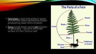 • Sporangia – parts that produce spores
(minute one-celled reproductive bodies
produced by lower forms of plants.
• Sorus (single brown spots)/sori (clusters
of sporangia) – found on the under
surface of a fern frond or leaf.
 